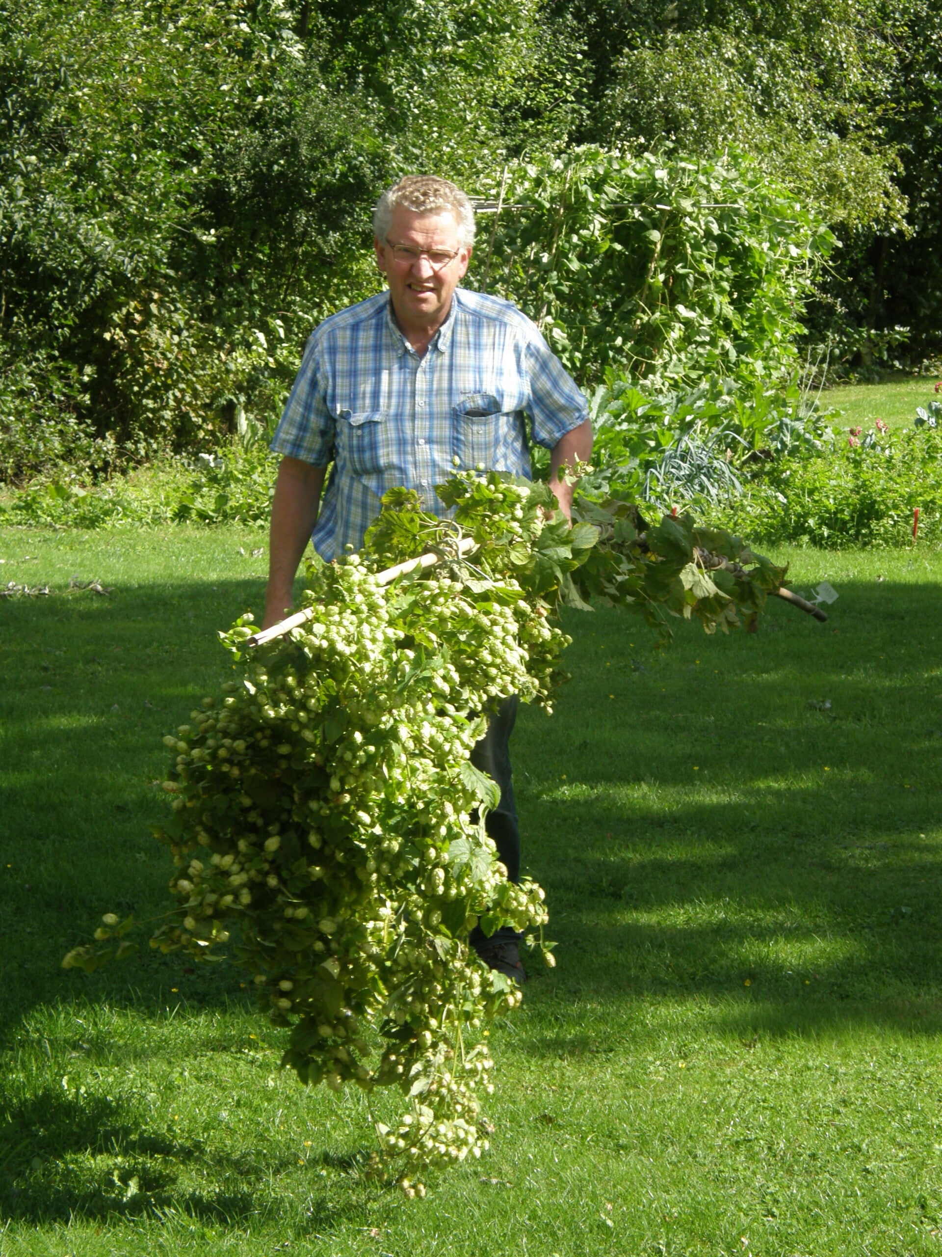 Hop uit het veld halen